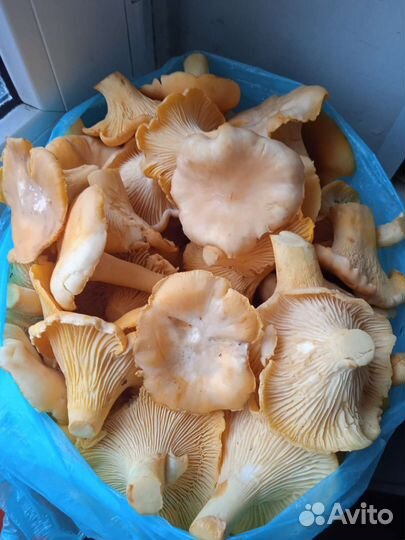 Грибы лисички