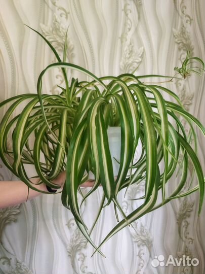 Хлорофитум кудрявый