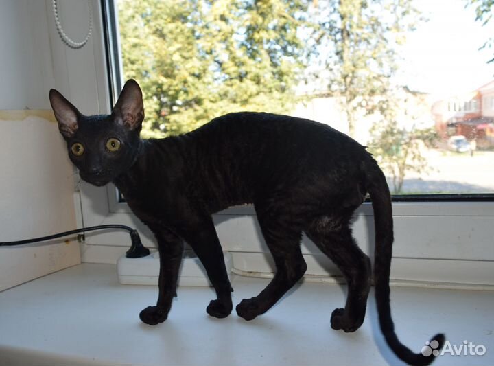 Котик 4 месяца чисто черный