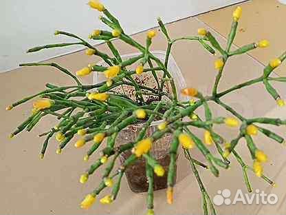 Хатиора (кактусовые) домашние растения