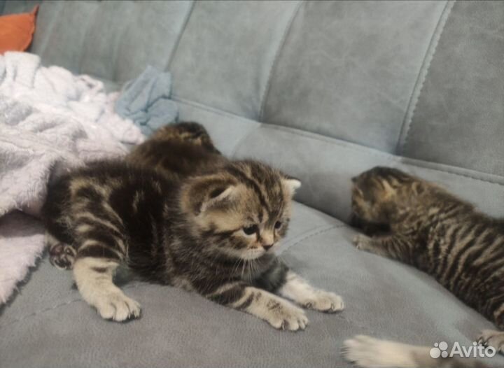 Британские котята