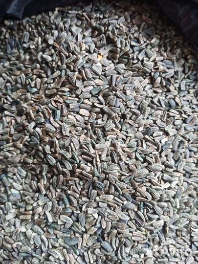 Семена лопуха