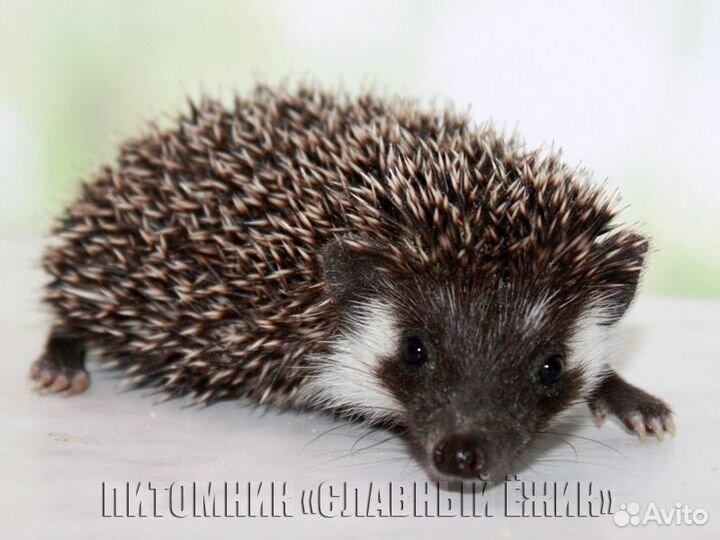Африканские ежики, шикарные черныши