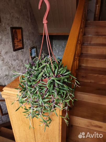 Сенецио purple flush