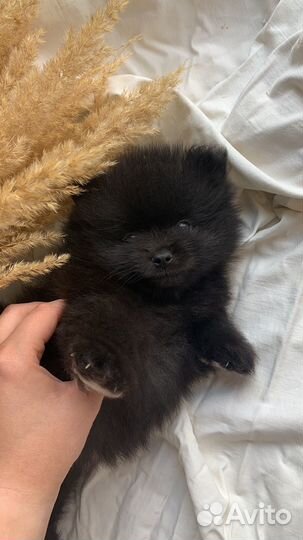 Померанский шпиц