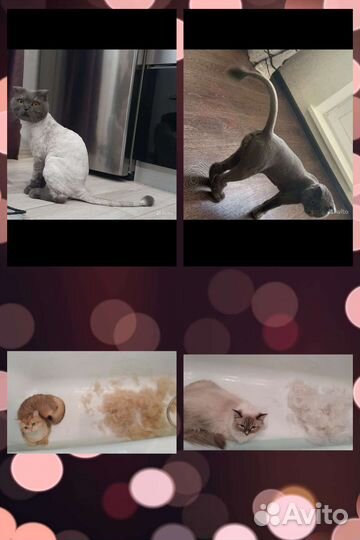 Услуги Грумера/Тримминг/Обучение