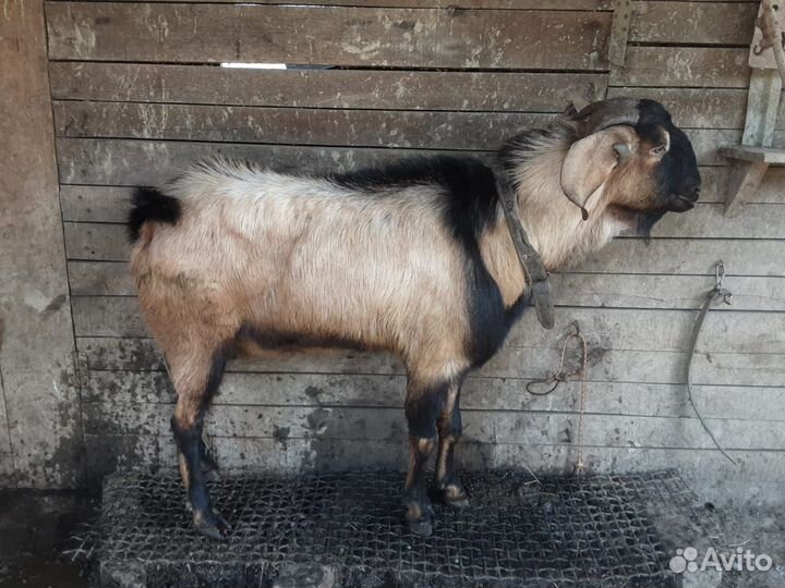Продам козла и козлят