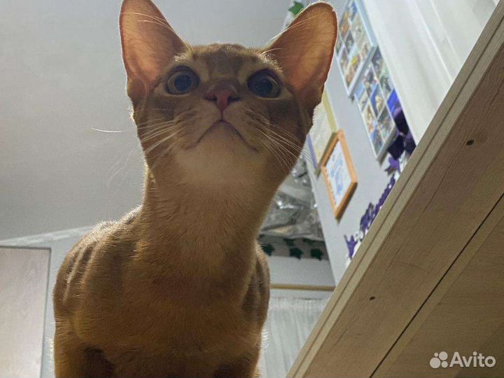 Абиссинский кот вязка