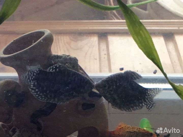 Аквариумные Рыбки