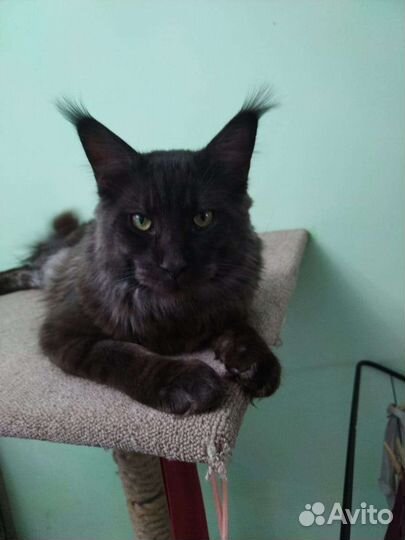 Вязка мейкун+котёнок