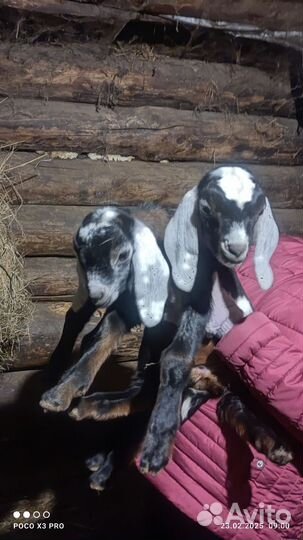 Нубийские козы