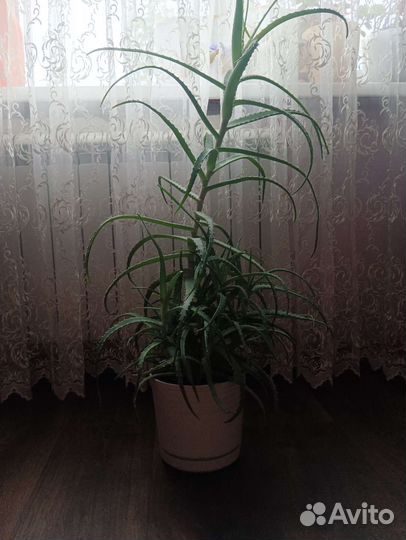 Алоэ,столетник