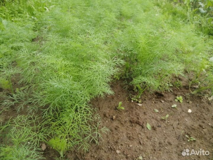 Укроп свежий, ароматный