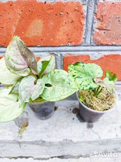 Сингониум серый призрак