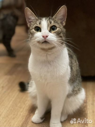 Кошки в добрые руки