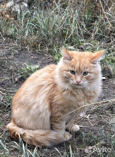 Котята в добрые руки бесплатно