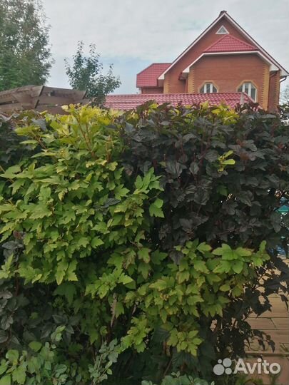 Саженцы пузыреплодника