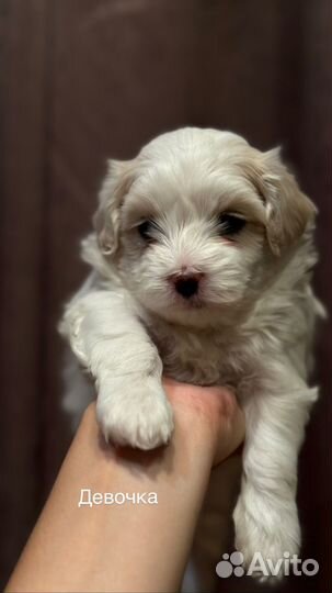 Щенки мальтезе мини