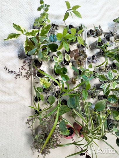 Много растений комнатных