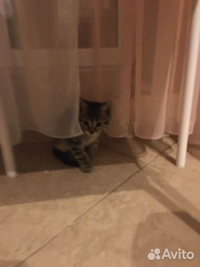 Отдадим котёнка в добрые руки