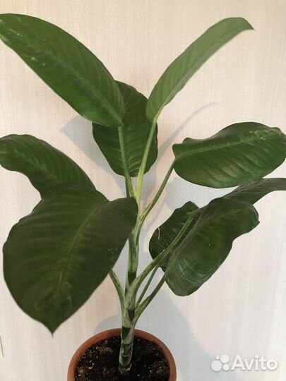 Диффенбахия