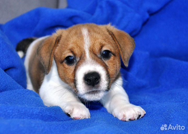 Щенок джек Рассел терьер