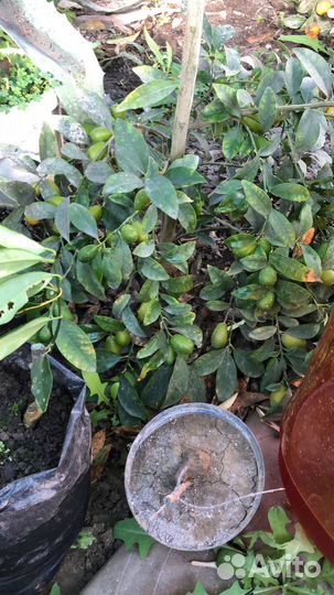 Саженцы кумквата