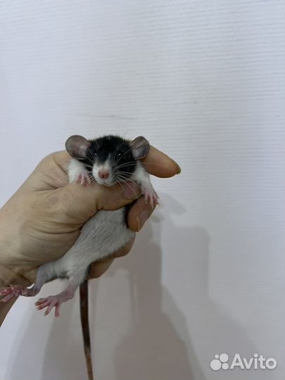 Крысята 1 мес дамбо ручные