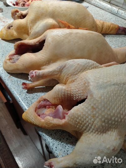 Мясо утки мулард