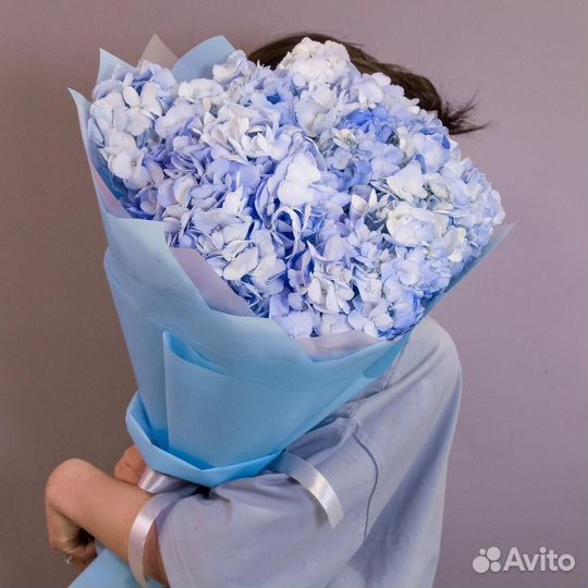 Гортензии, цена от производителя