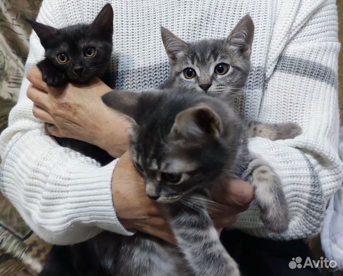 Отдам котят в добрые руки