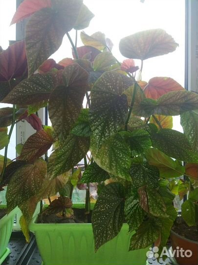 Цветок шефлера 5000.бегония 500 и 800