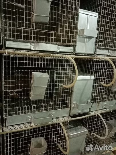 Шиншиллы грызуны с клеткой