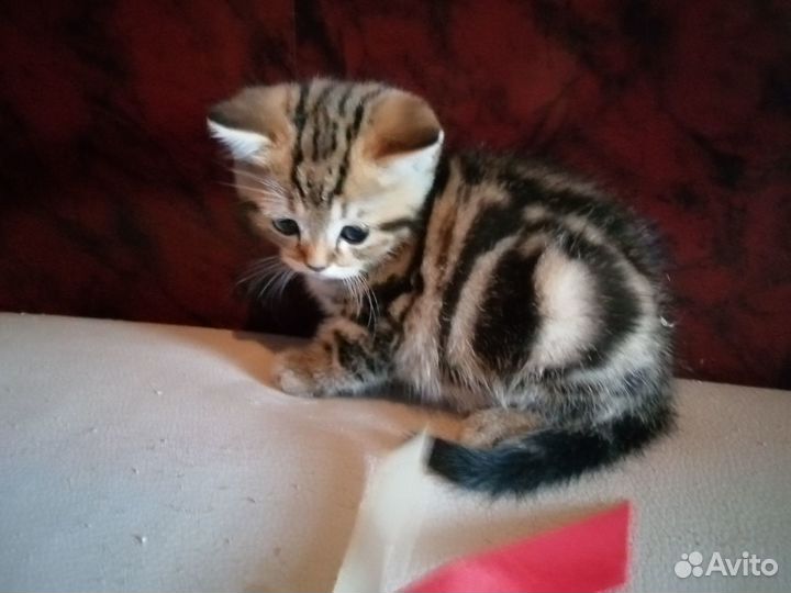 Шотландские котята