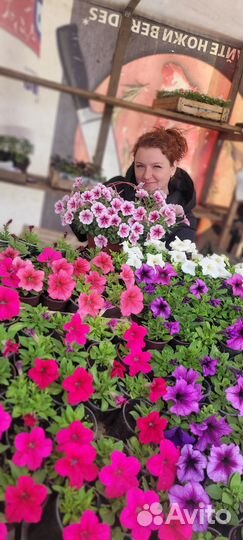 Рассада цветов петуния