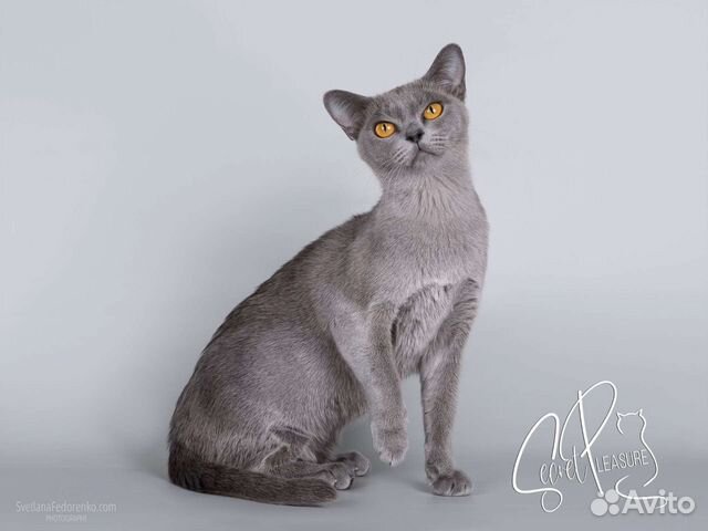 Элитные Бурманские котята объявление продам