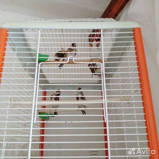 Птица щегол