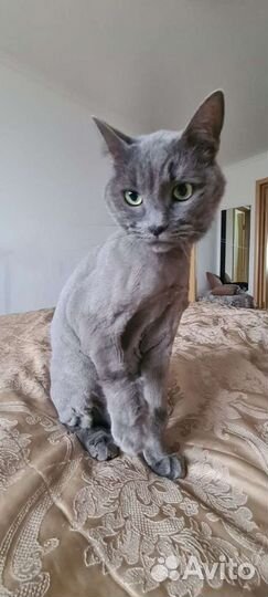 Груминг: стрижка, тримминг, вычес