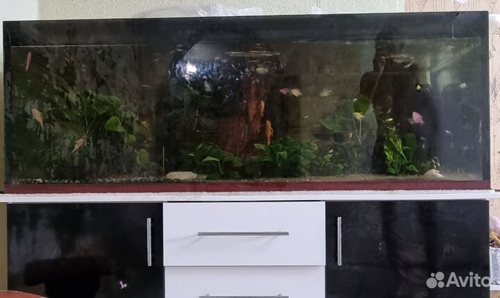 Аквариум 500л + содержимое