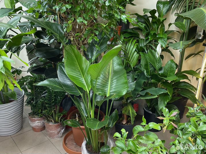 Экзотические растения