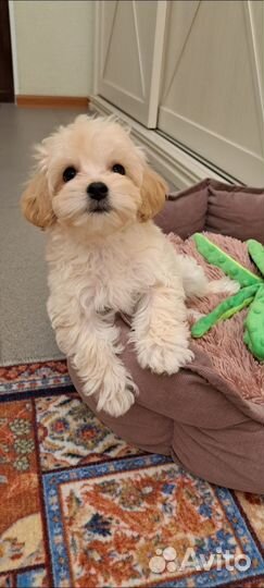 Мальтипу ф1