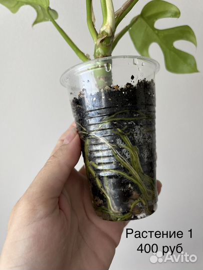 Монстера минима (рафидофора)