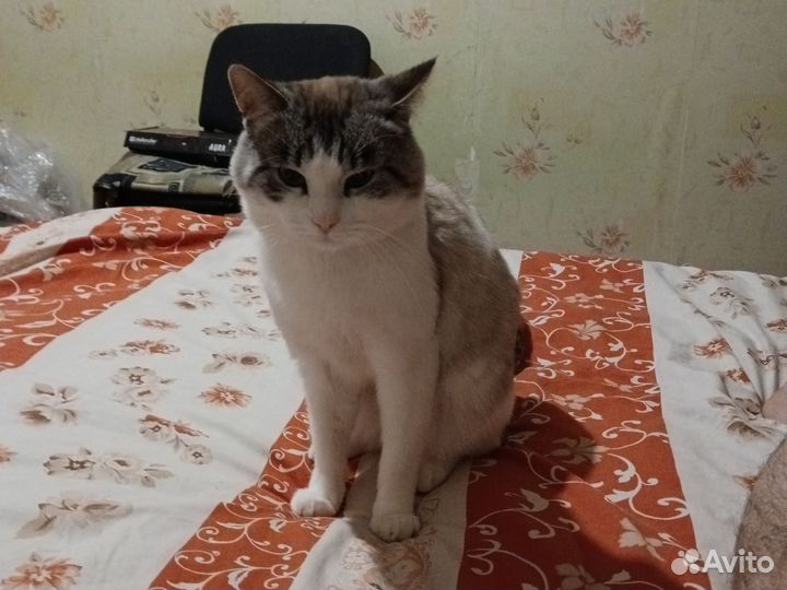 Кошка Отдам в добрые руки