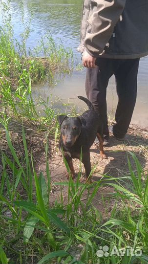 Щенки ягдтерьера редкого шоколадного окраса