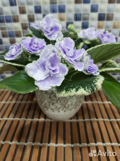 Сортовые фиалки