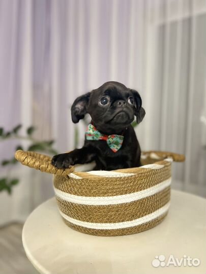 Малый брабансон