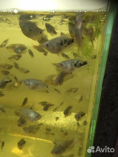 Аквариумные рыбки