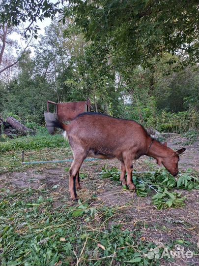 Козочка чешская