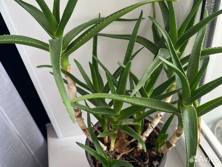 Алоэ древовидное