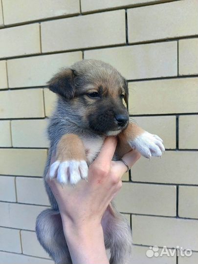 Стафф и немка щенки